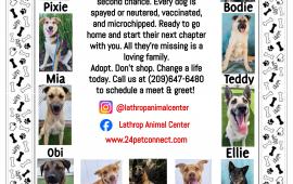 Black and White Lathrop Animal Center Adoptable Dogs Flyer