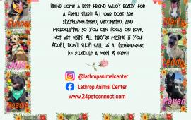 Lathrop Animal Center Spring Adoptable Dogs Flyer Lathrop Animal Center Spring Adoptable Dogs Flyer