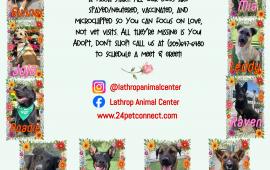 Lathrop Animal Center Spring Adoptable Dogs Flyer