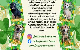 LAC St. Patrick's Day Flyer with dogs available for adoption. Mix of shepherds, labradors, and cattle dogs.