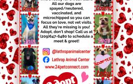LAC Adoptable Animals valentine's day flyer with dogs available for adoption. mix of shepherds, cattle dogs, and labradors