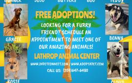 Flyer of various dogs available for adoption at the Lathrop Animal Center, a mix of sheppards, chihuahuas, and huskies.