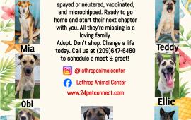 Lathrop Animal Center Summer Adoptable Dogs Flyer Lathrop Animal Center Summer Adoptable Dogs Flyer