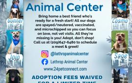 flyer with animals available for adoption. mix of shepherds, terriers, and cattle dog mixes