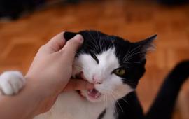 Cat biting owner's hand