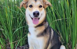 Pet of the Week - Mia Pet of the Week - Mia