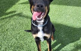 Pet of the Week - Pixie