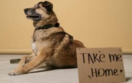 German Shepherd laying down with take me home sign around neck