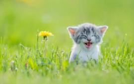 Picture of Happy Cat in a Flower Field