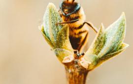 Bee Sitting on Stem of Plant