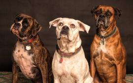 Three Boxers sitting with collars and tags on 