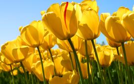 tulips