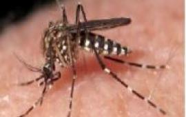 Photo of mosquito on skin.