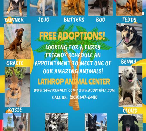 Flyer of various dogs available for adoption at the Lathrop Animal Center, a mix of sheppards, chihuahuas, and huskies.