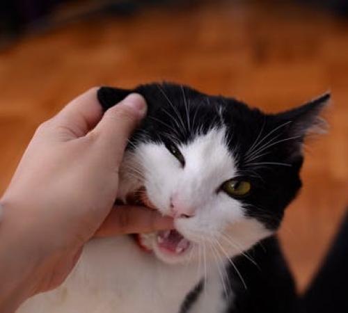 Cat biting owner's hand