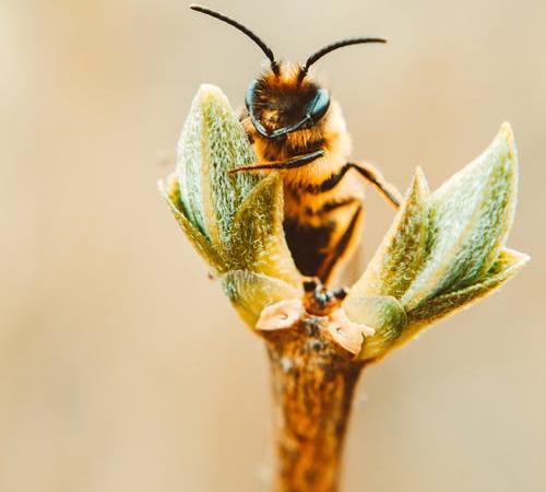 Bee Sitting on Stem of Plant