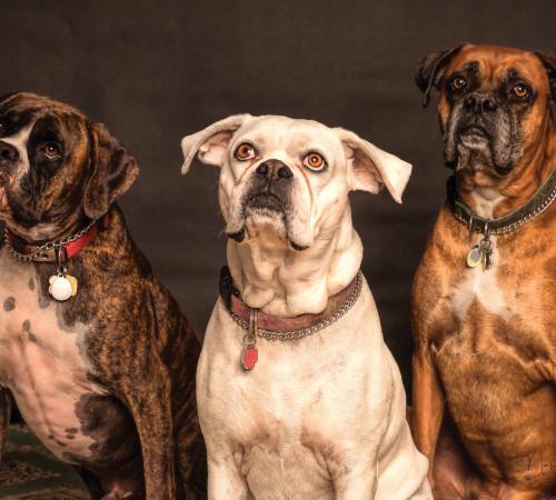 Three Boxers sitting with collars and tags on 
