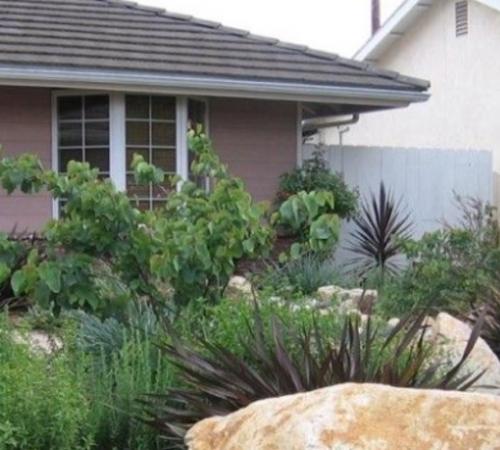 Drought Tolerant Landscaping Grant