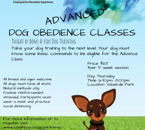 Advanced Dog Obedience Classes