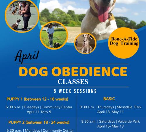 Dog Training - Classes