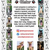 Black and White Lathrop Animal Center Adoptable Dogs Flyer