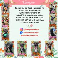 Lathrop Animal Center Spring Adoptable Dogs Flyer Lathrop Animal Center Spring Adoptable Dogs Flyer