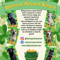 LAC Adoptable Animals Flyer LAC St. Patrick's Day Flyer with dogs available for adoption. Mix of shepherds, labradors, and cattle dogs.