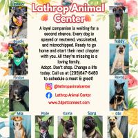 Lathrop Animal Center Summer Adoptable Dogs Flyer