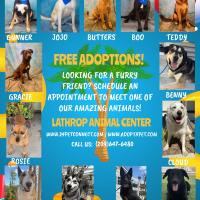 Flyer of various dogs available for adoption at the Lathrop Animal Center, a mix of sheppards, chihuahuas, and huskies.