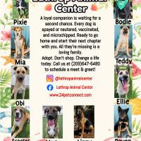 Lathrop Animal Center Summer Adoptable Dogs Flyer Lathrop Animal Center Summer Adoptable Dogs Flyer