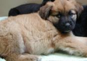 Owning a Pet Dog