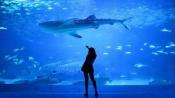 Aquariums