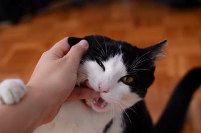 Cat biting owner's hand