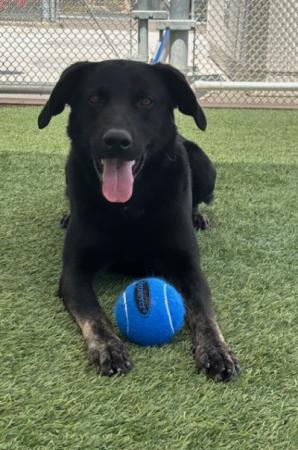 Pet of the Week - Meet Boadie!