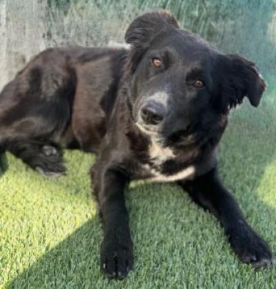 Pet of the Week - Meet Fondue! A 2 year old border collie mix