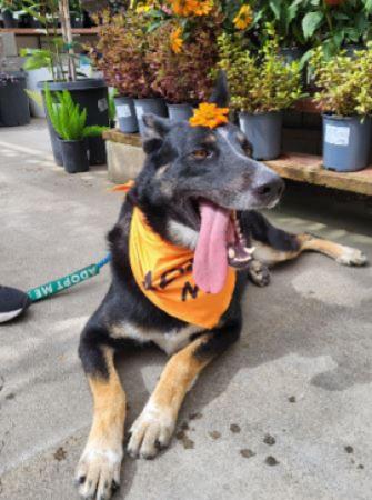 Pet of the Week - Meet Gunner! a 6 year old german shepherd mix
