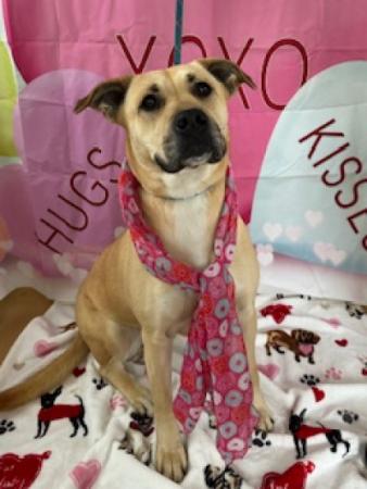 Pet of the Week - Meet Jojo! a female labrador mix