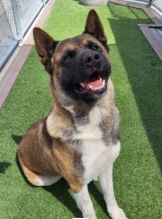 Pet of the Week - Meet Kuma! Pet of the Week - Meet Kuma! a 3 year old male Akita