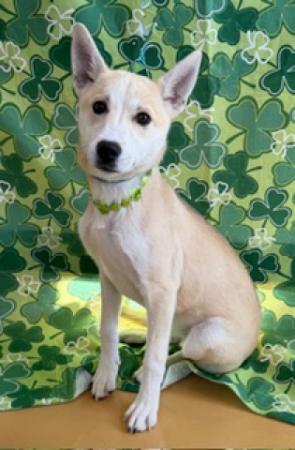 Pet of the Week - Meet Pebbles! a young cream colored, female Siberian Husky mix