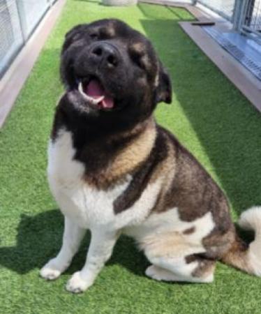 Pet of the Week - Meet Sora! a 2 year old black and white female Akita