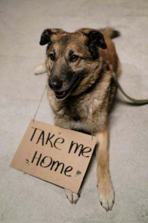 Image of German Shepard with take me home sign around neck