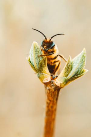 Bee Sitting on Stem of Plant