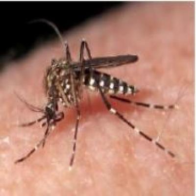 Photo of mosquito on skin.