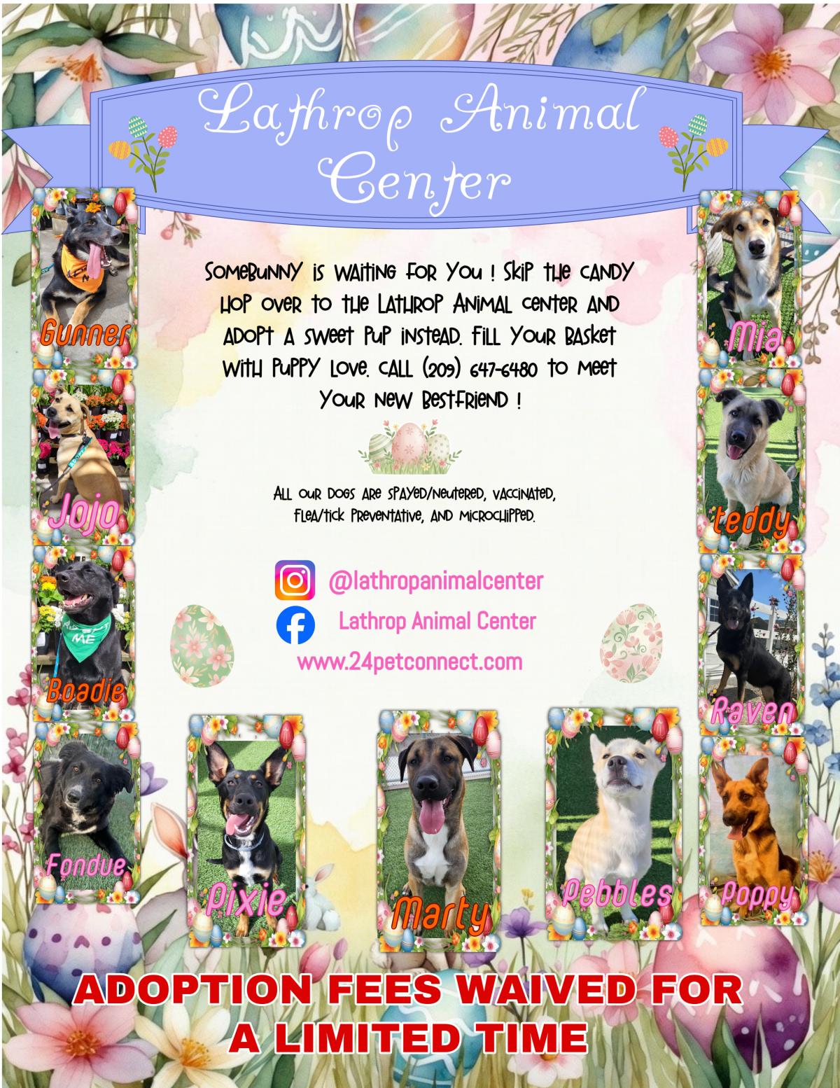 Lathrop Animal Center Easter 2026 Adoption Flyer 