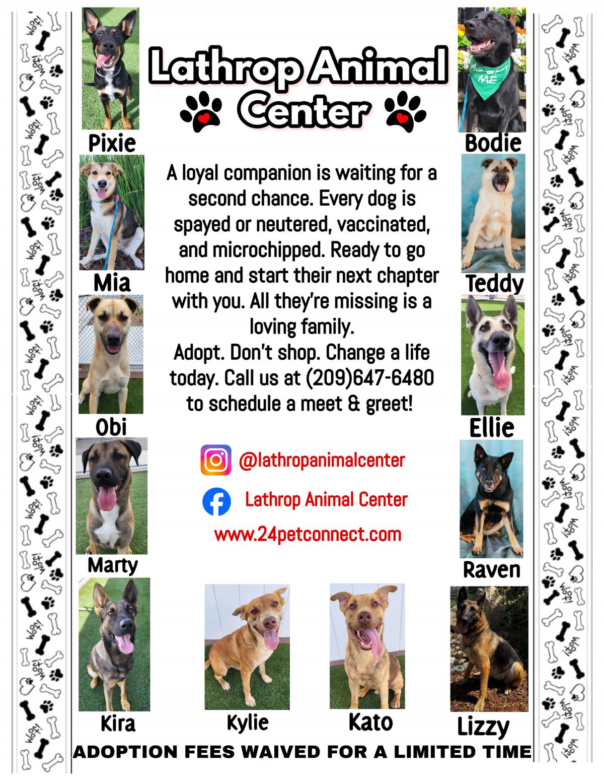 Black and White Lathrop Animal Center Adoptable Dogs Flyer