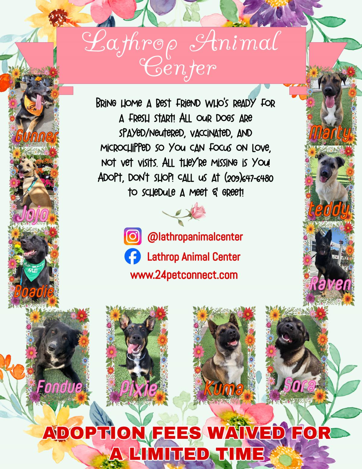 Lathrop Animal Center Spring Adoptable Dogs Flyer