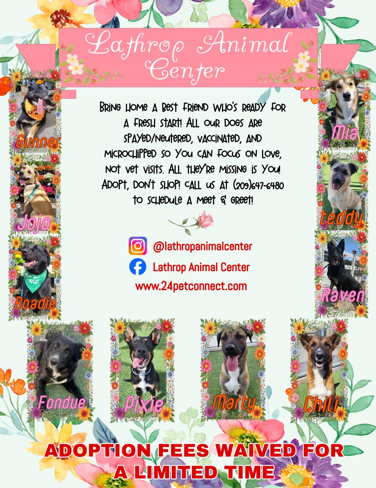 Lathrop Animal Center Spring Adoptable Dogs Flyer Lathrop Animal Center Spring Adoptable Dogs Flyer