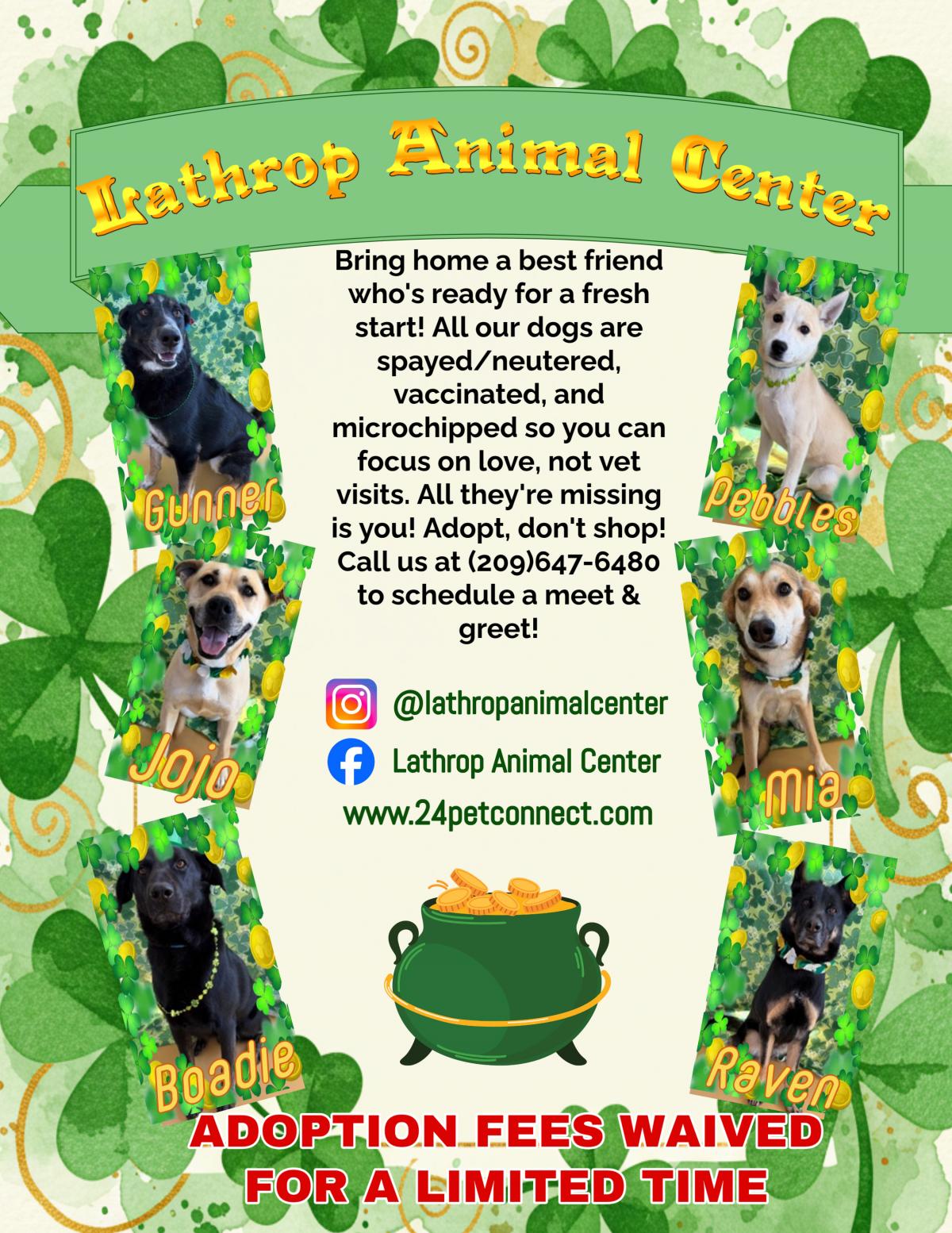 LAC St. Patrick's Day Flyer with dogs available for adoption. Mix of shepherds, labradors, and cattle dogs.