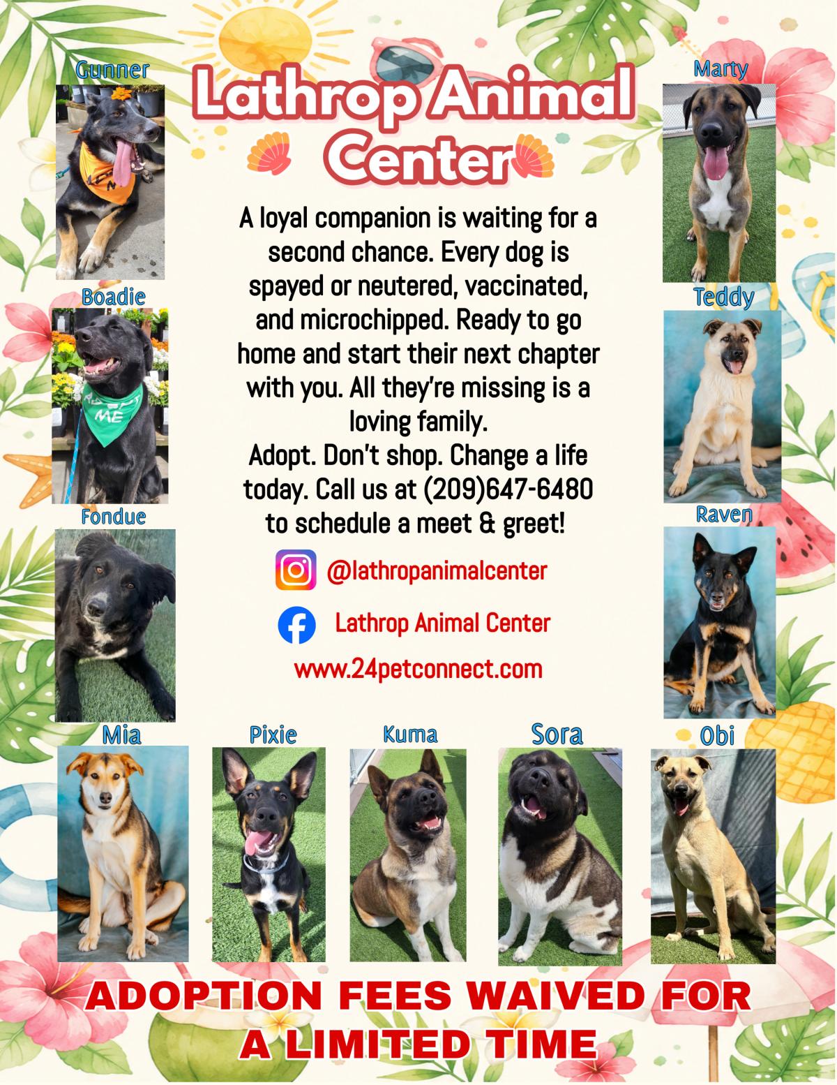 Lathrop Animal Center Summer Adoptable Dogs Flyer