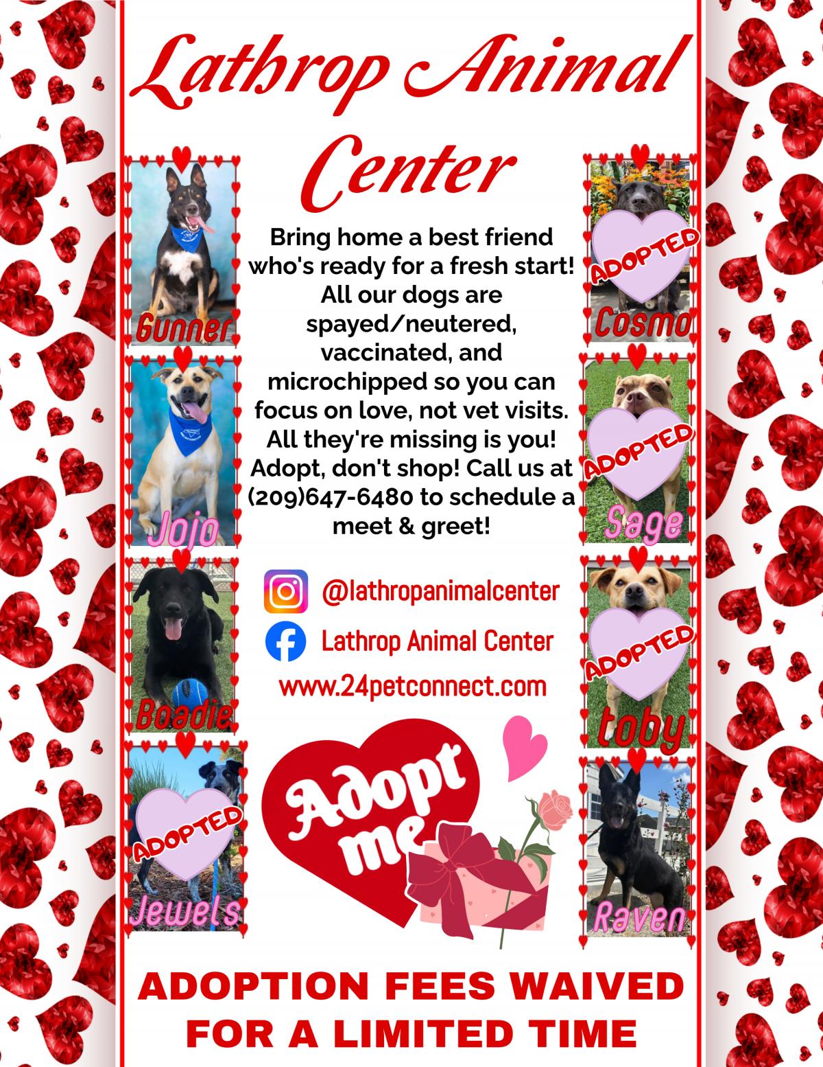LAC Valentines Day Flyer with dogs available for adoption. Mix of shepherds, labradors, and cattle dogs.